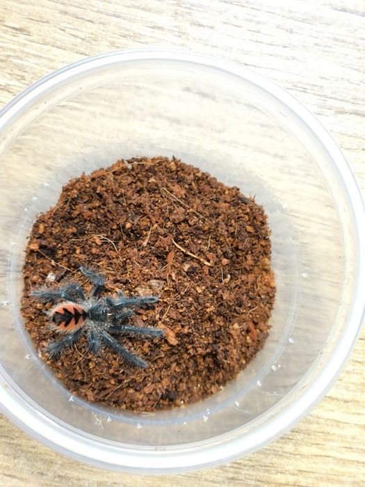 L1 Pamphobeteus sp magnenegra