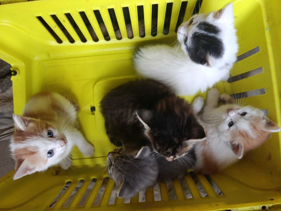 Котята в хорошие руки