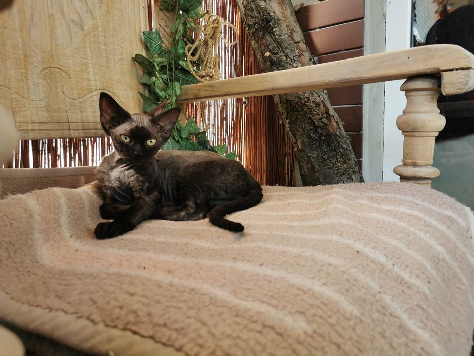 Kotka czarna Devon rex