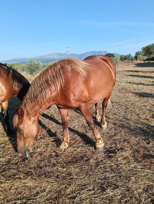 Várias éguas e poldros disponíveis