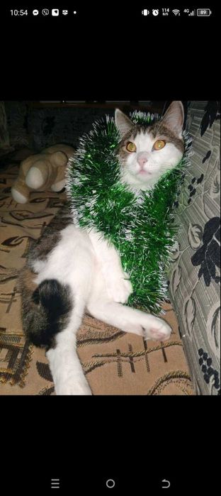 Котик в добрі руки