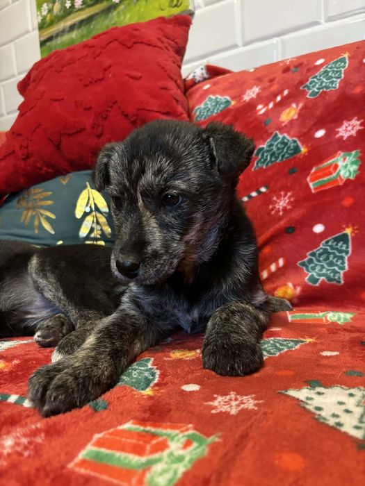 Marcelinka szuka domku.