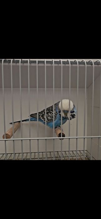 Aves para cedência