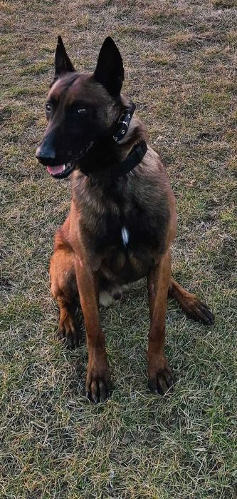 Szczenięta owczarka belgijskiego - Belgian Shepherd Malinois