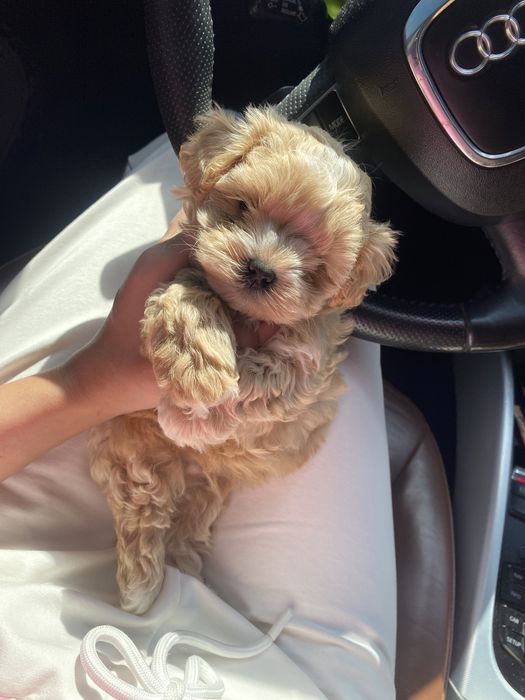 Шикарні цуцики мальтипу