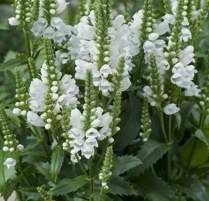 Лілії, фіалка, примула, флокс, іриси бородаті, карликові, хости