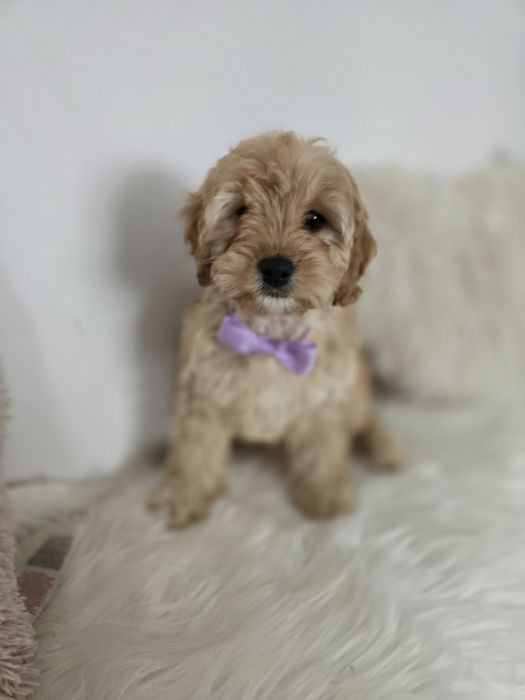 Cavapoo f1b sunia