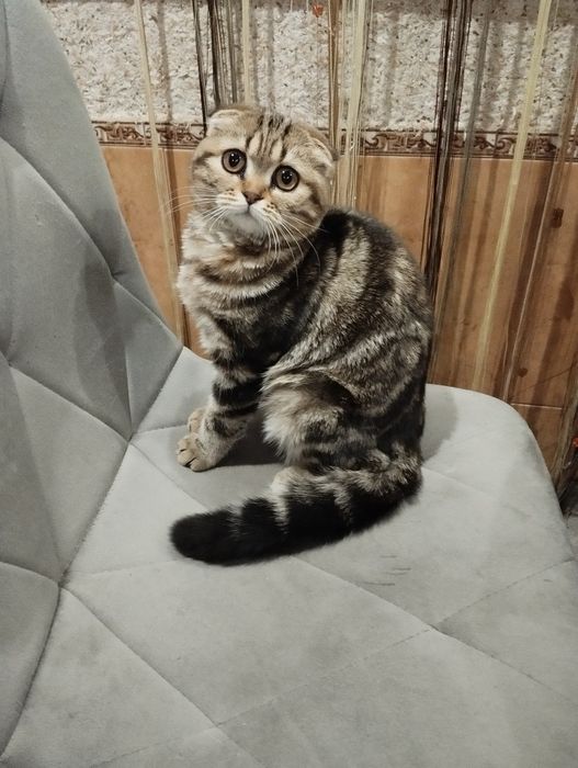 Красотка - мраморяшка