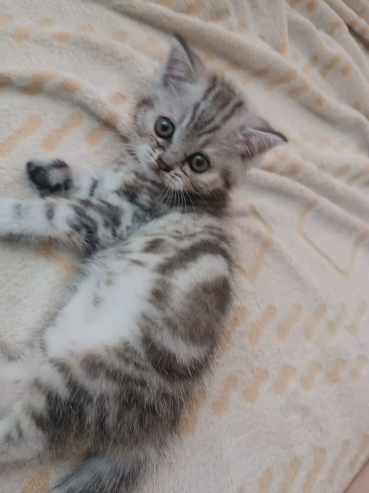 Продам шотландских котят