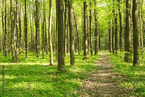 NAKLEJKA Las, Fototapeta Las, Tapeta Laminowana, Fotoroleta Las