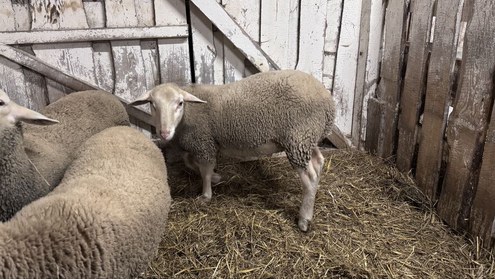 Tryk , baran lacaune