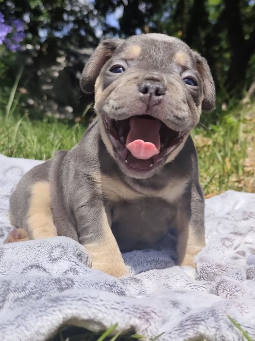 Bulldog blue tan