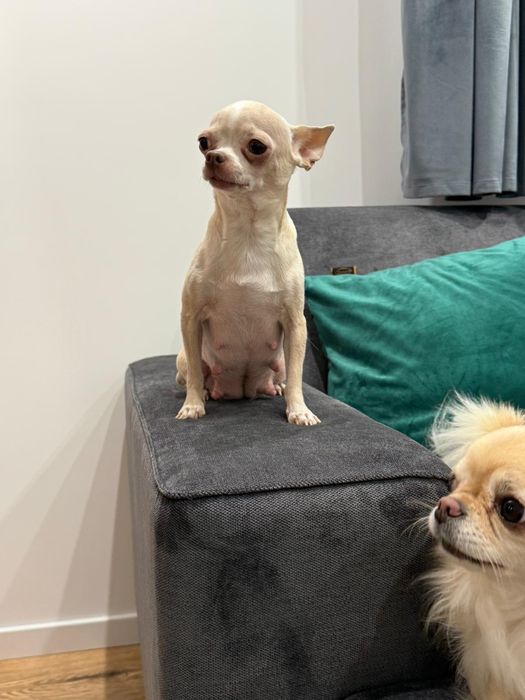 Chihuahua suczka szczenię