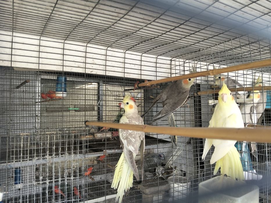 Várias Aves disponíveis