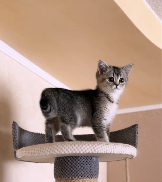 Шикарний грайливий шотландський котик