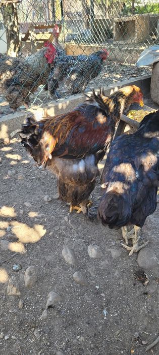 Machos Brawma perdiz