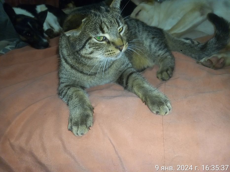 Віддамо у добрі руки