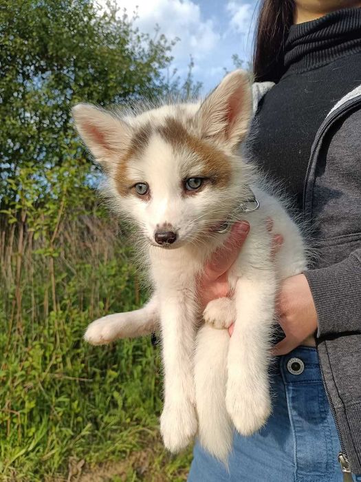Lis, liski, lisek Hodowla domowa Marble Fox, różne odmiany