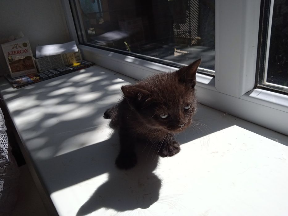 4 маленьких друга ищут семью