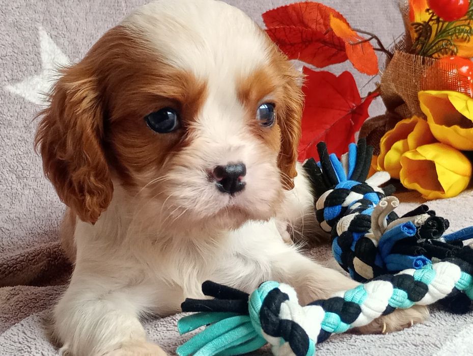 Cavalier kinng spaniel chlopak