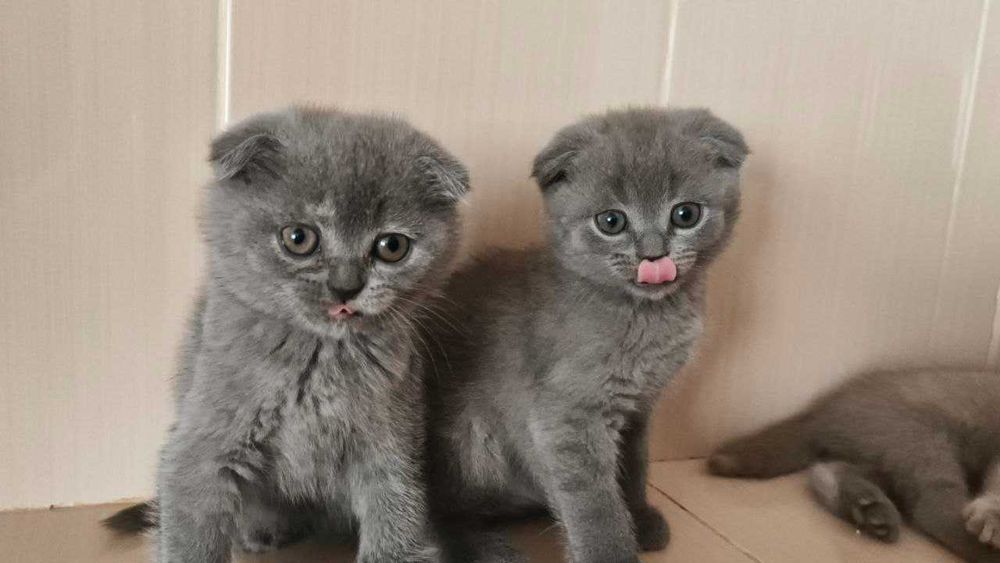 Шотландці породисті!!!