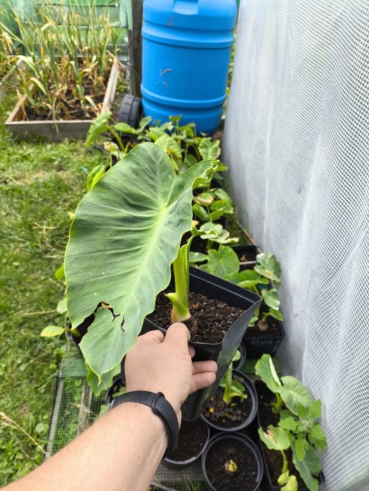 Colocasia, uszy słonia