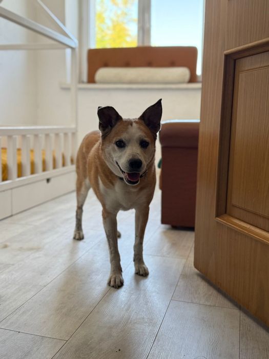 Przepiękny wrażliwy pies do adopcji