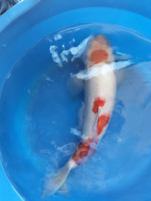 Carpa koi maruten kohaku 35 cm
