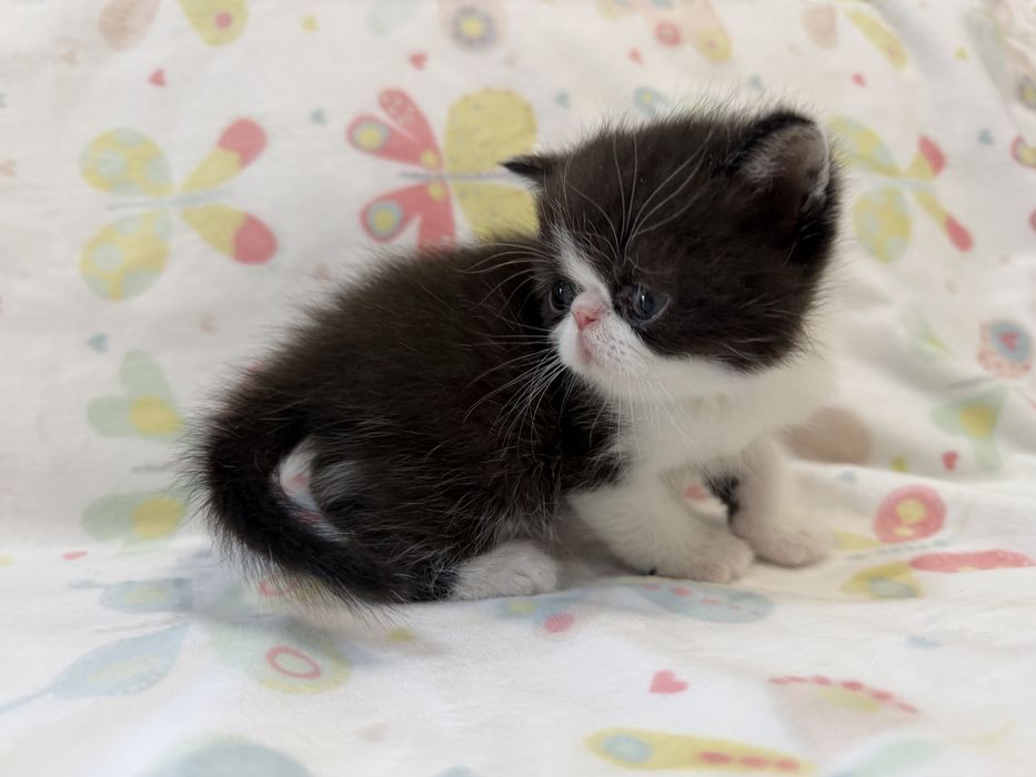 Gatinho Persa Exótico Premium ! Excelente Linhagem!