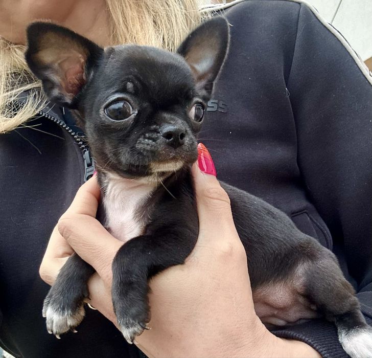 Chihuahua suczka czarna