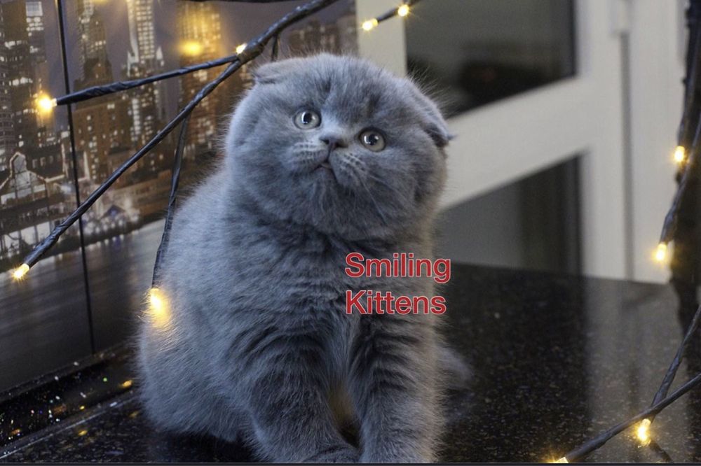 Кошенята з особливим видом шерсті