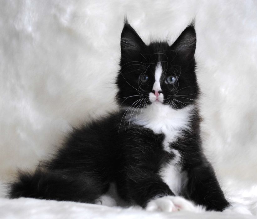 Wyjątkowo duży kocurek maine coon