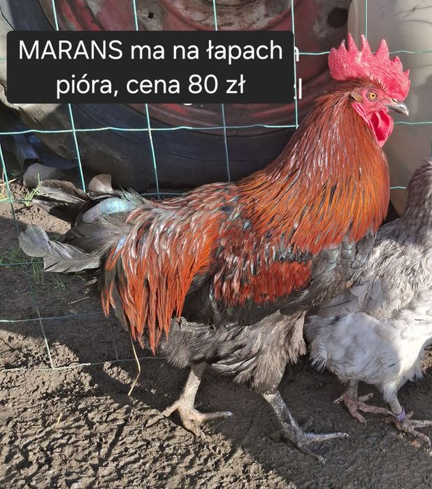 Kogut Marans ma pióra na łapach
