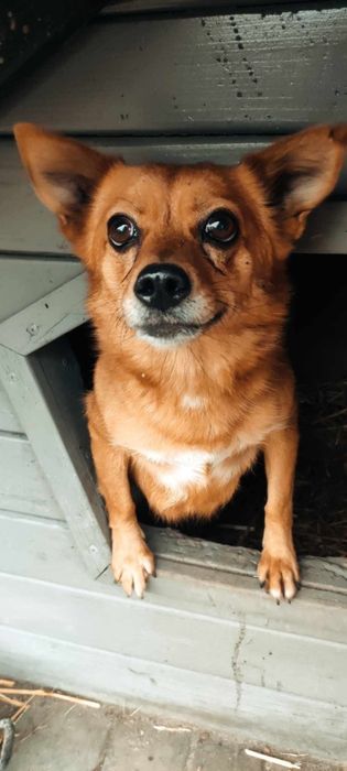 Mikro sunia do adopcji