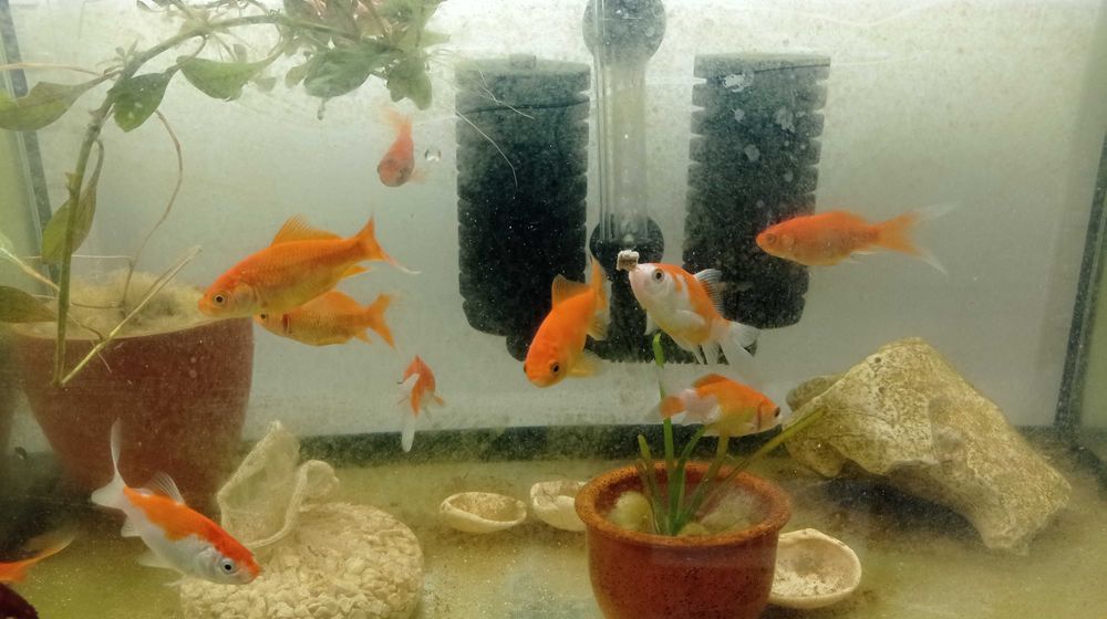 Peixes de Estimação ArrobaFish