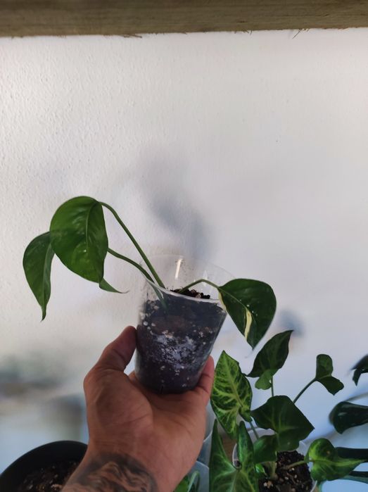 Epipremnum pinnatum albo variegata