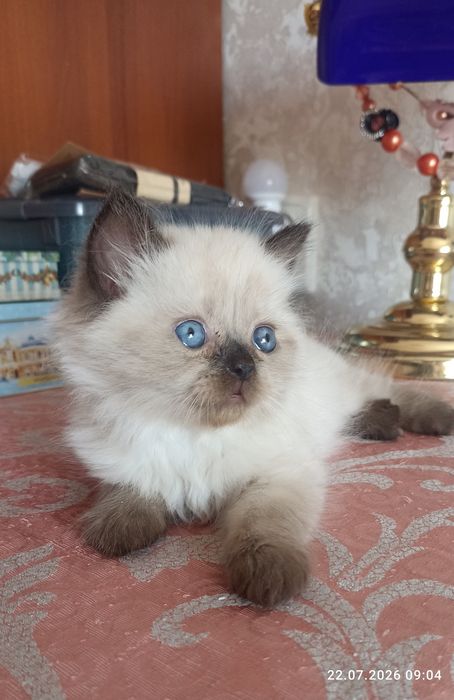 Скоттиш Хайленд Страйт