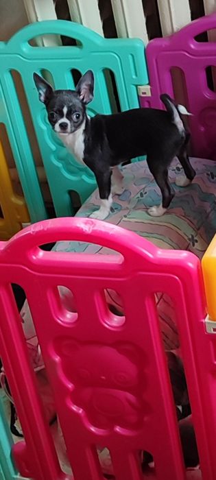 Голубой с белым щенок чихуахуа. КСУ