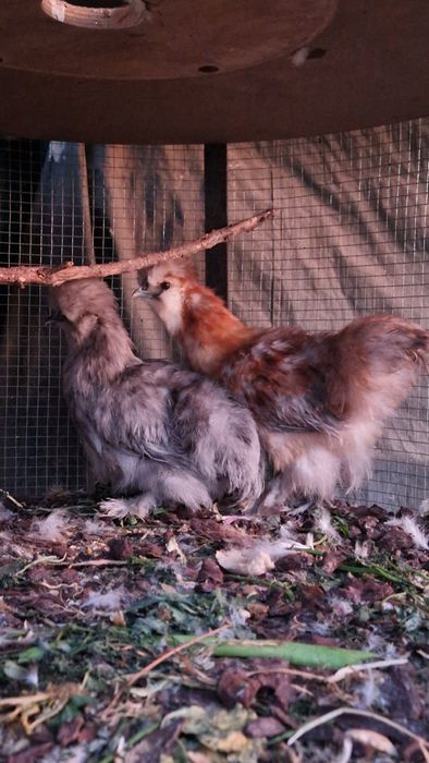 Casal sedosa do japao