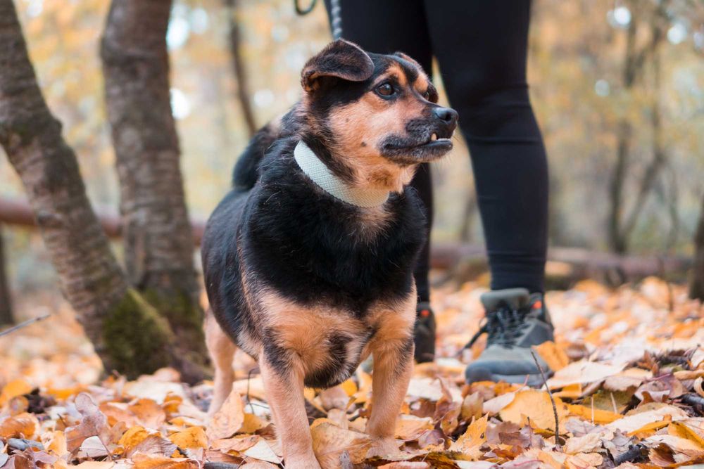 5 letni Szkrabek do adopcji!