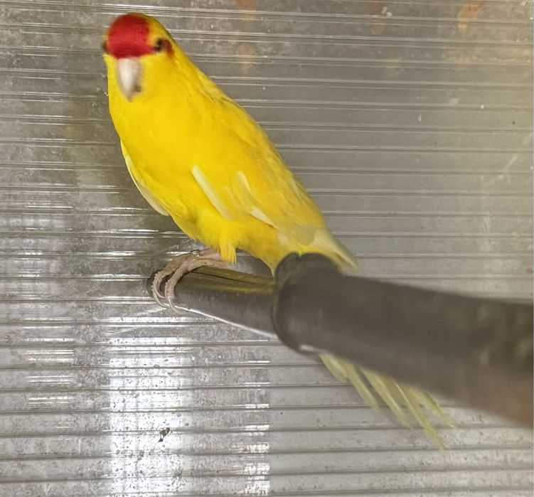 Kakariki macho 2020