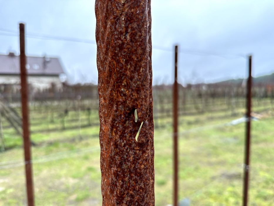 Słupki do winnicy / malin / winogron / ogrodzenie - najlepsze i tanie!