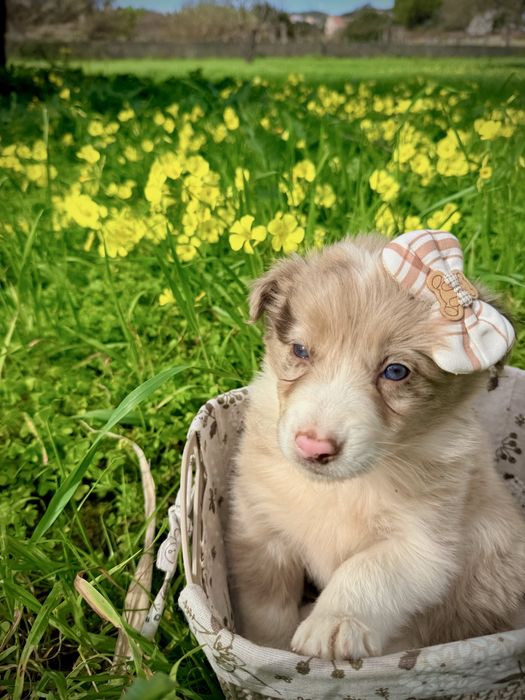 Excelente menina border collie red merle