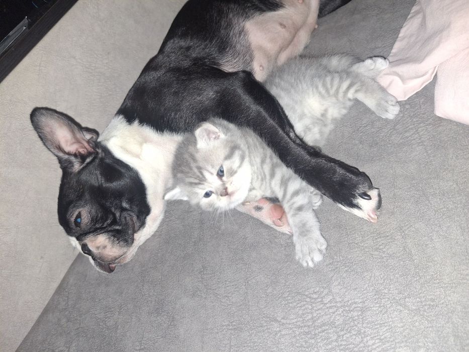 Чистокровні шотландські кошенята шотландские котята