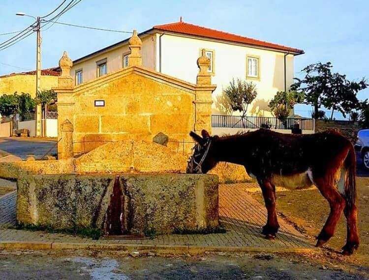 Casa Vivenda para reconstrução - Pinelo, Vimioso, Bragança