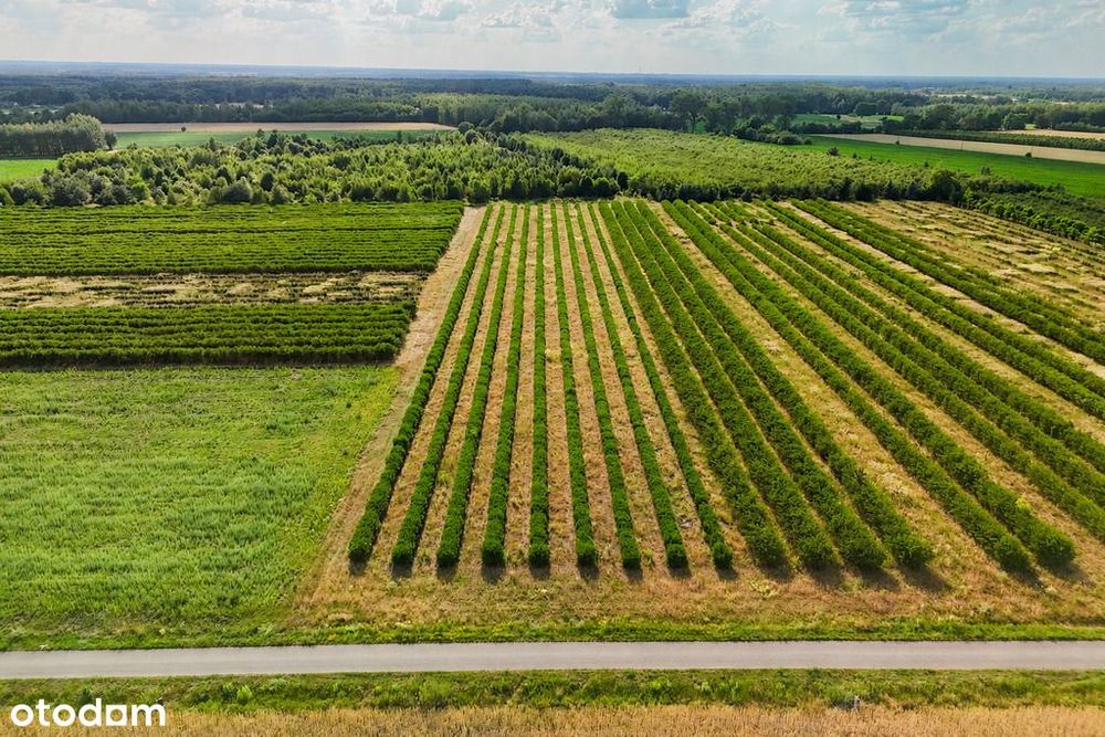 Przepiękna działka budowlana 5955 m² z WZ - OKAZJA! - Widok 3