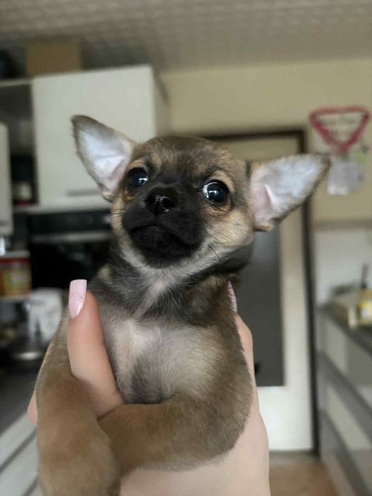 Śliczny piesek Chihuahua