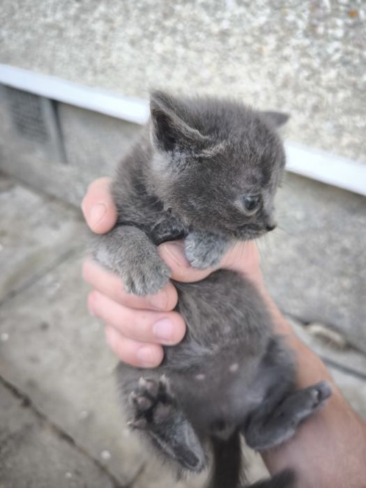 Кошенята в добрі руки