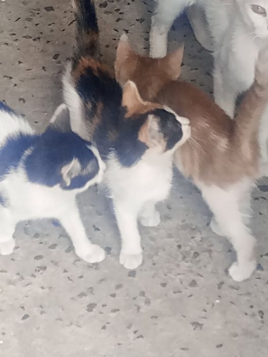 Oddam małe koty  kot i kocica