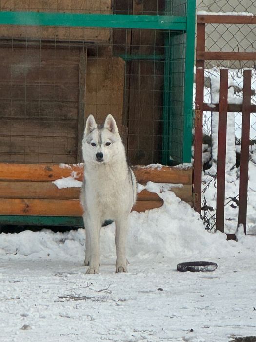 Хаски. Ласковая девочка.